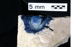 Foto (Detailansicht) von Prosopon abbreviatum (Schweitzer & Feldmann, 2009) (NHMW-GEO-1990-0041-0345b)